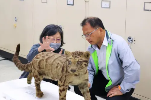 臺灣雲豹標本現況勘查 ▲臺灣雲豹標本現況勘查。(圖/林保署)