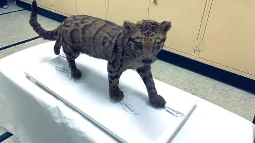 捐贈科博館標本中包含珍貴的臺灣雲豹立姿標本 ▲林保署捐贈科博館標本中包含珍貴的臺灣雲豹立姿標本。(圖/林保署)