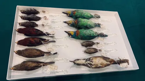 捐贈標本包含鳥類114件,原始採集標籤完整_ ▲捐贈標本包含鳥類114件,原始採集標籤完整。(圖/林保署)