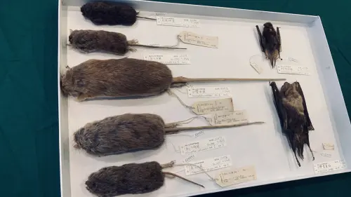 哺乳動物標本12件,部分鼠類標本仍可見日治時期鼠類專家青木文一郎署名 ▲哺乳動物標本12件,部分鼠類標本仍可見日治時期鼠類專家青木文一郎署名。(圖/林保署)