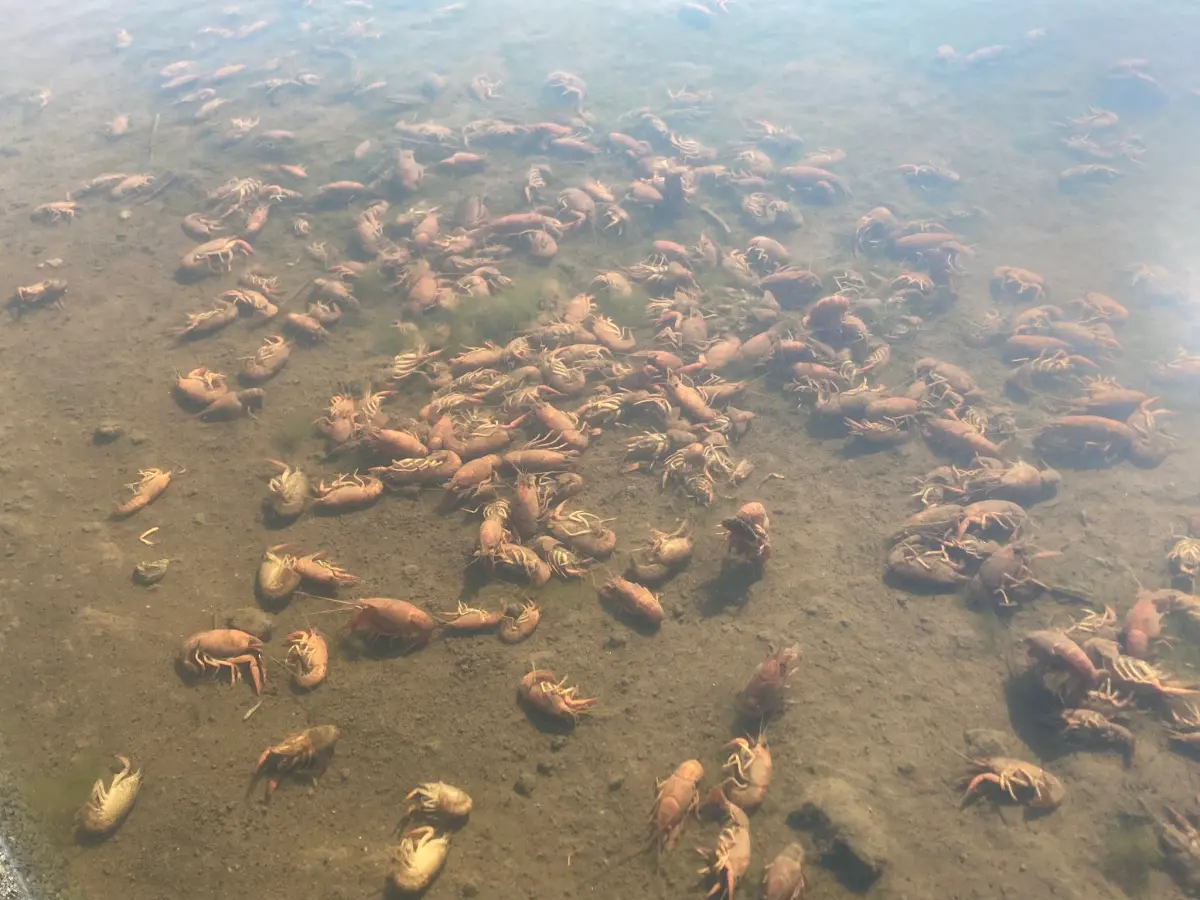 ▲日本近期氣溫飆高，不僅人類難以忍受，連水田裡的螯蝦也受不了，不少日本網友陸續發現有大片螯蝦死在水中，怪異現象引爆話題。（圖／翻攝自X@_slgl4）