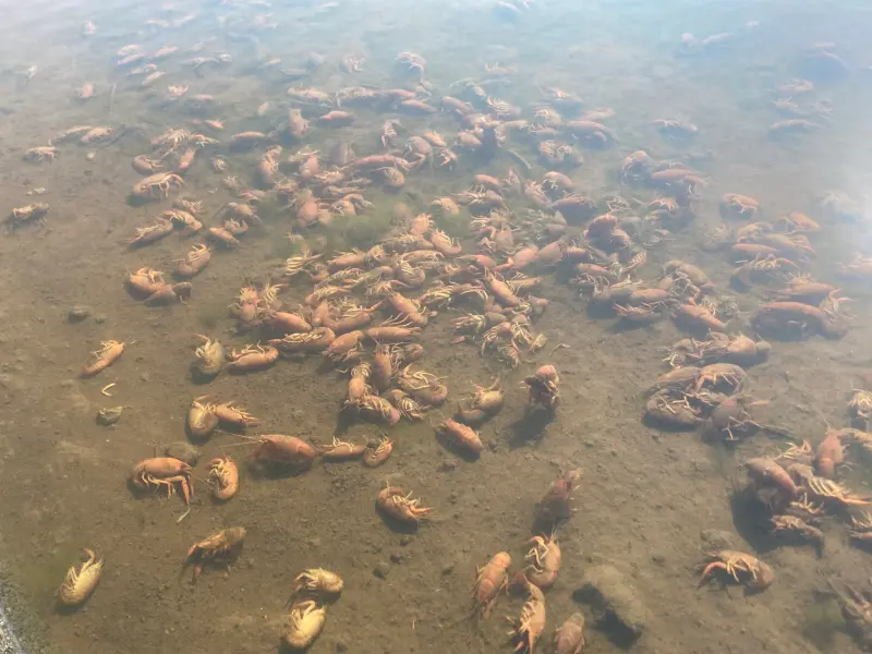 ▲日本近期氣溫飆高，不僅人類難以忍受，連水田裡的螯蝦也受不了，不少日本網友陸續發現有大片螯蝦死在水中，怪異現象引爆話題。（圖／翻攝自X@_slgl4）