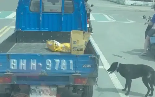 黑狗被小貨車拖著走!烈日下瘋狂喘氣畫面曝 主人被控虐狗喊冤了