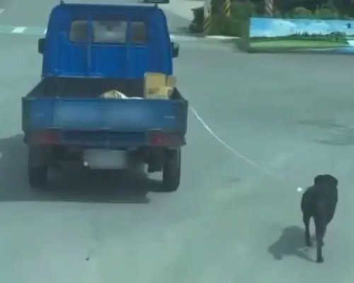 ▲狗狗被牽繩拉著，被後方目擊民眾看到走了好一段路，在大熱天不斷喘氣。(圖/爆料公社)