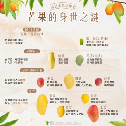 ▲台灣常見芒果品種有愛文、凱特,近年還有金煌、夏雪、金蜜與玉文等品種,其中夏雪果肉細緻、香氣濃,有「芒果界LV」之稱。(圖/鮮享農YA - 農糧署臉書) ▲台灣常見芒果品種有愛文、凱特,近年還有金煌、夏雪、金蜜與玉文等品種,其中夏雪果肉細緻、香氣濃,有「芒果界LV」之稱。(圖/鮮享農YA - 農糧署臉書)
