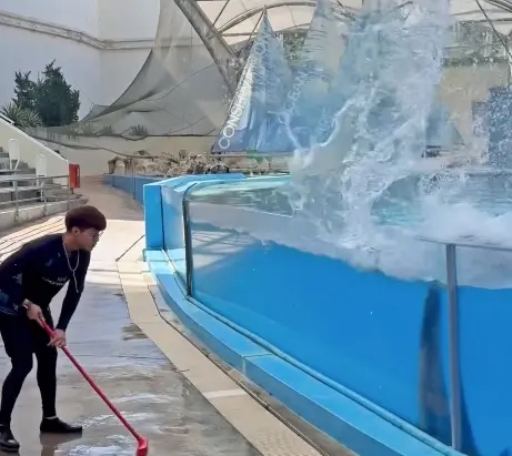 ▲遠雄海洋公園的動物訓練師「老田」就在社群分享，自己在清掃園區地板時，沒有拿水管，結果呼叫園區海豚「大花」來當得力助手，貼文被讚爆。（圖/老田授權提供）