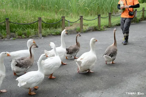 ▲在暑假的每週六傍晚，北市動物園將有受歡迎的家鵝遊行、動物行為學院接力登場。