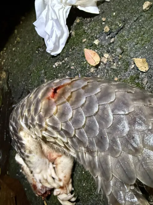 獨／來不及長大！野生穿山甲遭「犬殺」全身椎狀穿刺傷
