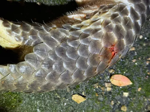 ▲一隻亞成體穿山甲被民眾發現死亡，而且不只腹部有撕裂傷，全身還有各種椎狀傷口，遭流浪狗活活咬死。（圖／翻攝臉書）