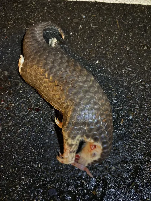 ▲一隻亞成體穿山甲被民眾發現死亡，而且不只腹部有撕裂傷，全身還有各種椎狀傷口，遭流浪狗活活咬死。（圖／翻攝臉書）