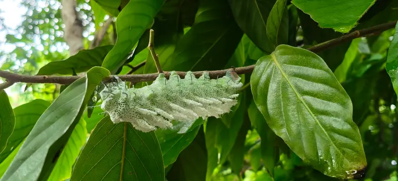 ▲在彰化花樹銀行中保種的國家級瀕危植物「琉球暗羅」上，發現世界最大蛾類「皇蛾」至少5隻幼蟲棲息，疑似為台灣首見的食性共生畫面。（圖／信義房屋提供）