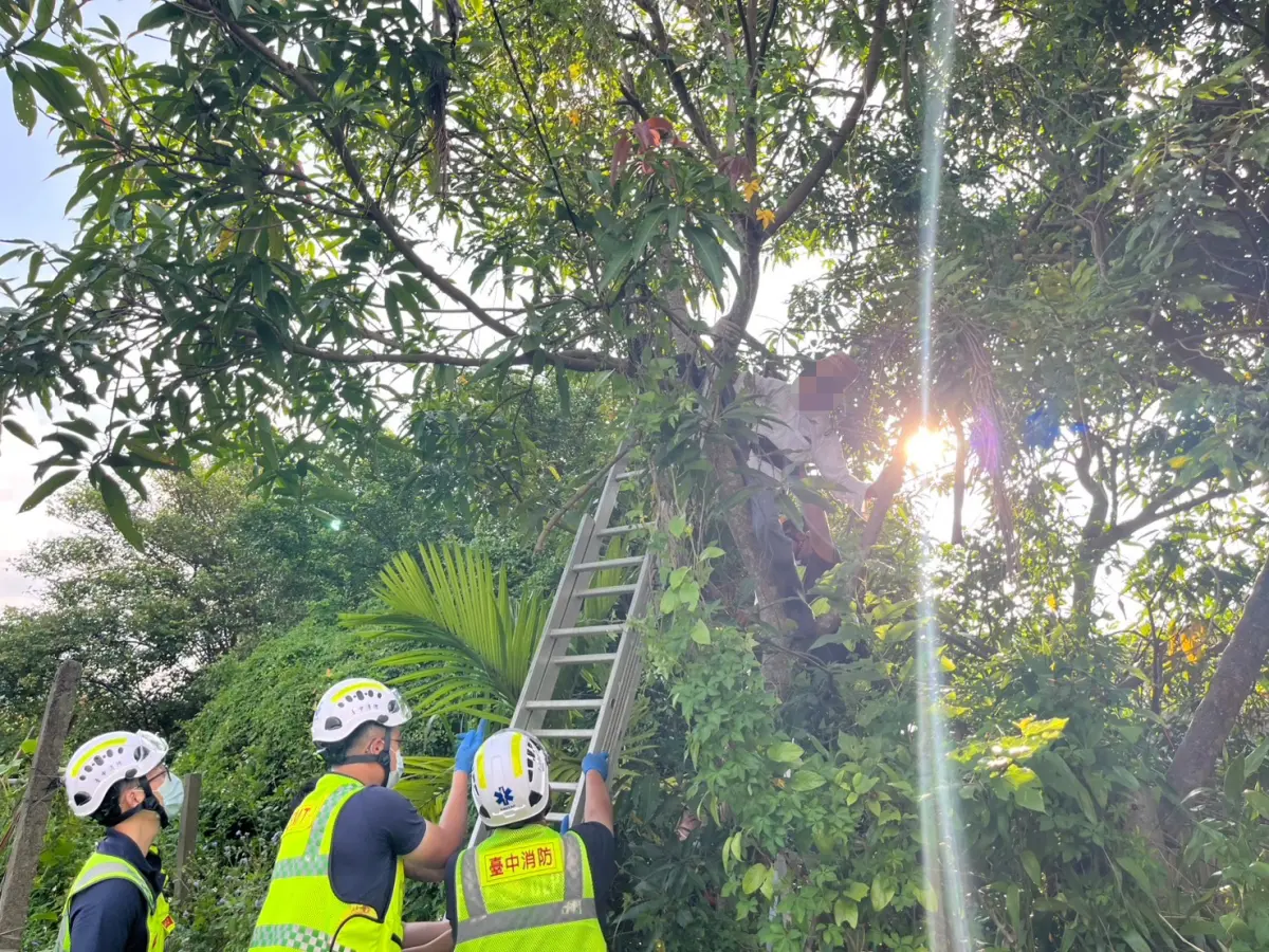 ▲73歲吳姓老先生看到芒果樹結果了，自己爬上去採，腳一滑卡住，困在樹上將近一小時(圖／警方提供2025.6.25)