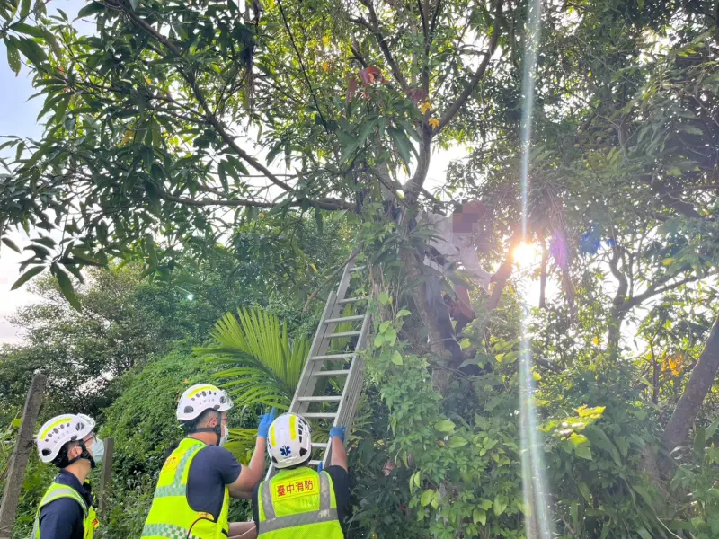 ▲73歲吳姓老先生看到芒果樹結果了，自己爬上去採，腳一滑卡住，困在樹上將近一小時(圖／警方提供2025.6.25)