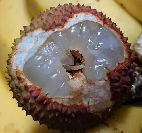 ▲很多人吃荔枝最怕吃到「蒂頭蟲」，牠其實是荔枝細蛾的幼蟲，以荔枝的果核為食。（圖／農業部高雄區農業改良場提供）