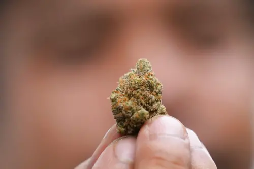 ▲2022年2月，泰國將大麻移出管制清單，當時被視為政策鬆綁的重大轉折，也帶來所謂「綠金熱潮」。（圖／美聯社／達志影像）