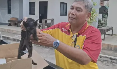 ▲泰國一隻小黑貓卡在車底的傳動軸，撐過240公里驚險車程，平安獲救。（圖／翻攝自The Thaiger）