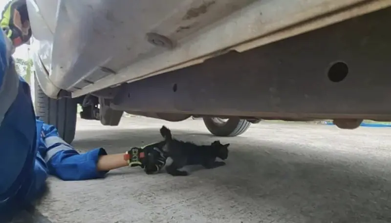 ▲小黑貓被發現時，渾身髒汙、骨瘦如柴。（圖／翻攝自The Thaiger）