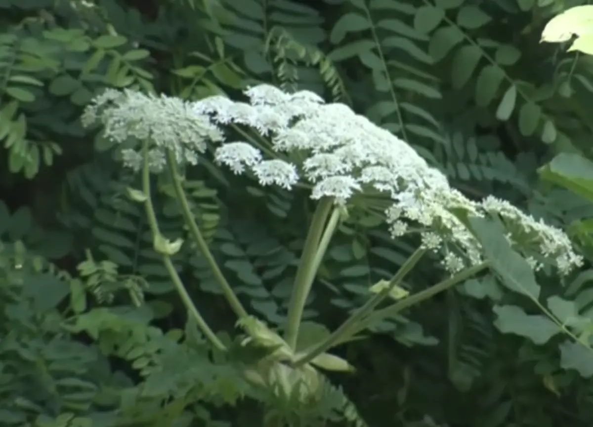 ▲日本北海道大學札幌校區，疑似發現外來劇毒植物「大豕草」。 （圖／擷取自日媒報導畫面）