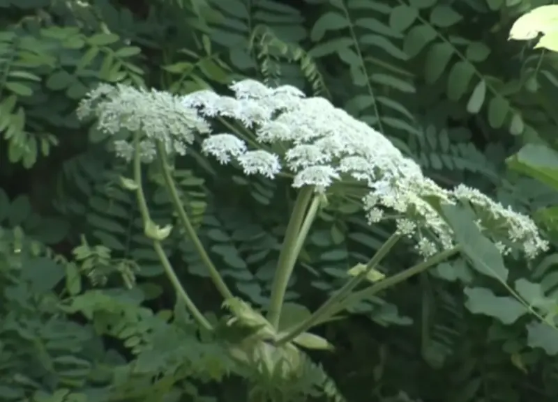 ▲日本北海道大學札幌校區，疑似發現外來劇毒植物「大豕草」。 （圖／擷取自日媒報導畫面）
