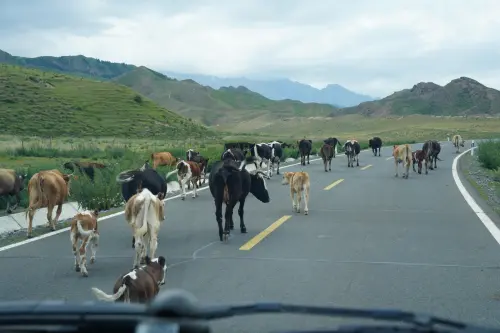 ▲台灣知名作家張曼娟日前到中國新疆旅遊，在臉書粉專分享旅遊見聞，卻遭大批網友出征轟成「統戰樣板」。（圖／翻攝自張曼娟臉書粉專）