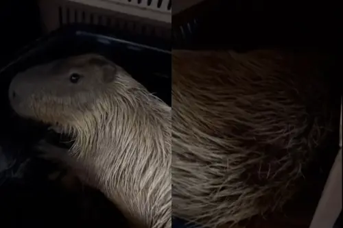 墾丁人氣水豚夫妻「口水」和「牛奶糖」驚傳突然癱倒,園區懷疑恐遭有心人士投毒。(圖/鹿ㄦ島Paradise of capybara臉書粉專) ▲墾丁人氣水豚夫妻「口水」和「牛奶糖」驚傳突然癱倒,園區懷疑恐遭有心人士投毒。(圖/鹿ㄦ島Paradise of capybara臉書粉專)