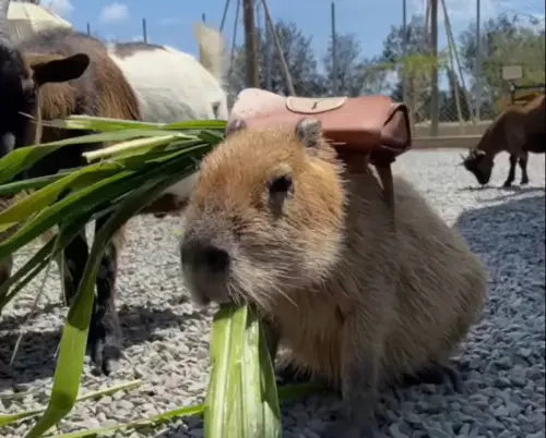 園區主打水豚與客人互動等特點,甚至還有推出水豚共遊活動,吸引眾多民眾與水豚同樂。(圖/鹿ㄦ島Paradise of capybara臉書粉專) ▲園區主打水豚與客人互動等特點,甚至還有推出水豚共遊活動,吸引眾多民眾與水豚同樂。(圖/鹿ㄦ島Paradise of capybara臉書粉專)