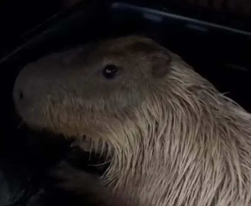 ▲墾丁明星水豚夫妻驚傳疑遭毒殺，園區表示水豚胃中驗出農藥與工業強鹼，也曝光水豚送醫前的畫面，讓不少人心疼不已。（圖／鹿ㄦ島Paradise of capybara臉書粉專）