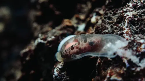 ▲沙勞越頭鯊及其透明卵鞘。(圖/海生館提供) ▲沙勞越頭鯊及其透明卵鞘。(圖/海生館提供)