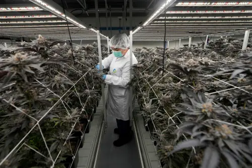 ▲泰國工人在曼谷以西的北碧府，一處農場照料大麻植物。（圖／美聯社／達志影像）