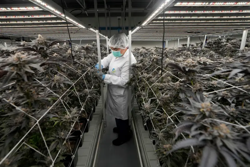 ▲泰國工人在曼谷以西的北碧府，一處農場照料大麻植物。（圖／美聯社／達志影像）