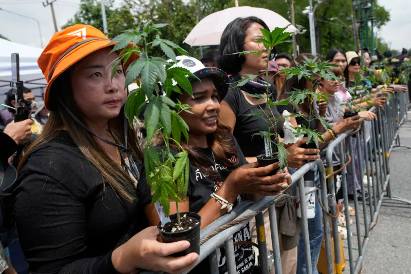 ▲圖為2024年7月，大麻活動家和企業家在泰國曼谷政府大樓前展示大麻植株，抗議可能實施的大麻普遍使用禁令。（圖／美聯社／達志影像）