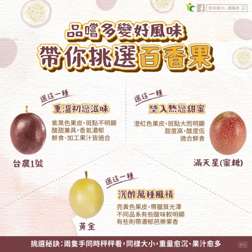 ▲台灣的百香果常見有3大品種，分別是台農1號、滿天星、黃金。（圖／農糧署提供）