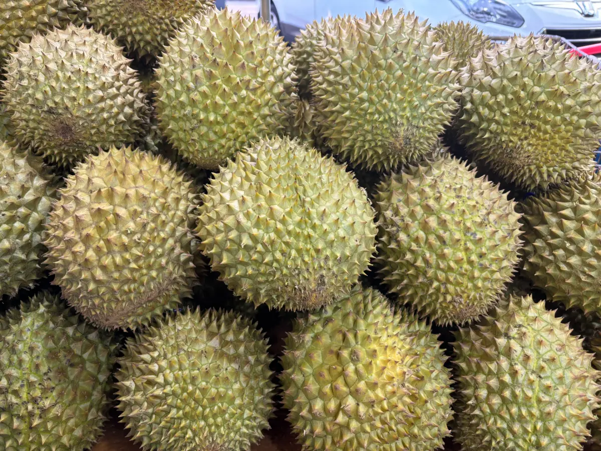 ▲越南出口中國的榴槤市場崩跌，造成農夫損失慘重。（示意圖／記者徐銘穗攝）