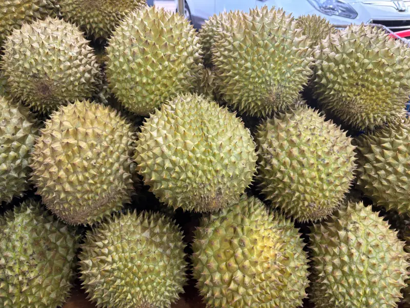 慘被中國「養套殺」！越南榴槤市場大崩壞　損失出口量45％