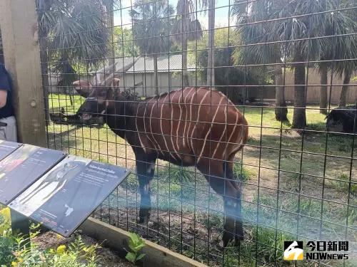 休士頓「斑哥羚羊」10月抵台　將和5台妹羚羊拚下一代
