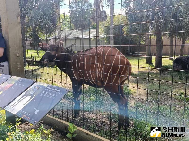 ▲本次要送來台灣的斑哥羚羊叫做Harris，6月24日剛過2歲生日，期望他到台北後，在不久的將來，就可以繁殖出後代。（圖／記者許若茵攝）