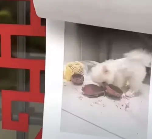 ▲（圖／翻攝自微博）