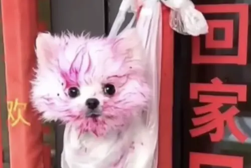 愛犬「一臉鮮紅」遭掛大門提把上!爸見真相氣到笑:現行犯洗門風