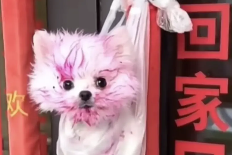 ▲飼主下班回家竟看見自家愛犬滿臉鮮紅、整隻被裝進塑膠袋掛在門把上，一旁還有紙條控訴愛犬「現行犯」的罪狀。（圖／翻攝自微博）