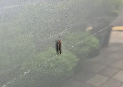 ▲近期首爾正值愛情蟲大量出沒時期，讓當地居民感到不舒服。（圖／X@@key_bumk）