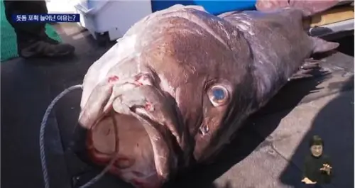 韓國漁民頻捕獲「傳說深海魚」！與地震有關？韓專家打破流言

