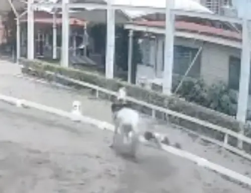 ▲賴薇如發生墜馬意外，雖然沒有太嚴重的傷害，還能站得起來，她卻餘悸猶存。（圖／摘自IG）