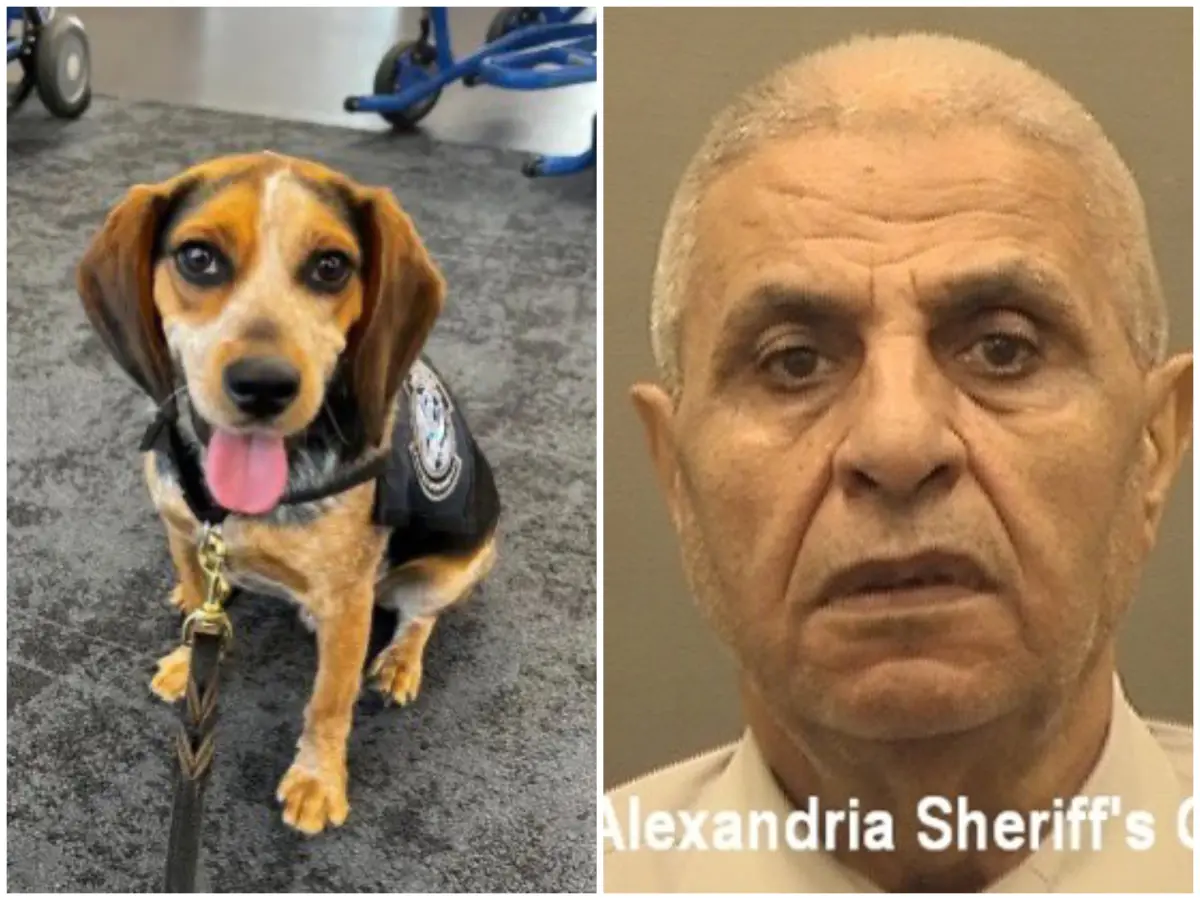 ▲一位來自埃及的70歲男子哈米德（Hamed Ramadan Bayoumy Aly Marie），違規攜帶超過100磅（約45公斤）的農產品試圖闖關入境，在華盛頓杜勒斯國際機場（Dulles International Airport）被海關犬佛萊迪（Beagle Freddie）的靈鼻識破，不料哈米德竟惱羞成怒一腳將佛萊迪踢飛。（圖／翻攝自X）
