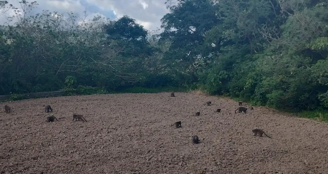 ▲滿州猴滿為患，不僅是造成車禍，還狂吃當地盛產的農作物黑豆和火龍果。（圖／翻攝畫面）