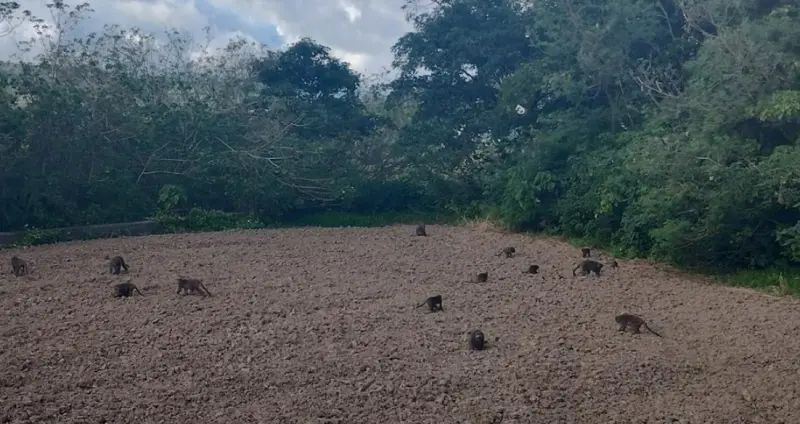 ▲滿州猴滿為患，不僅是造成車禍，還狂吃當地盛產的農作物黑豆和火龍果。（圖／翻攝畫面）