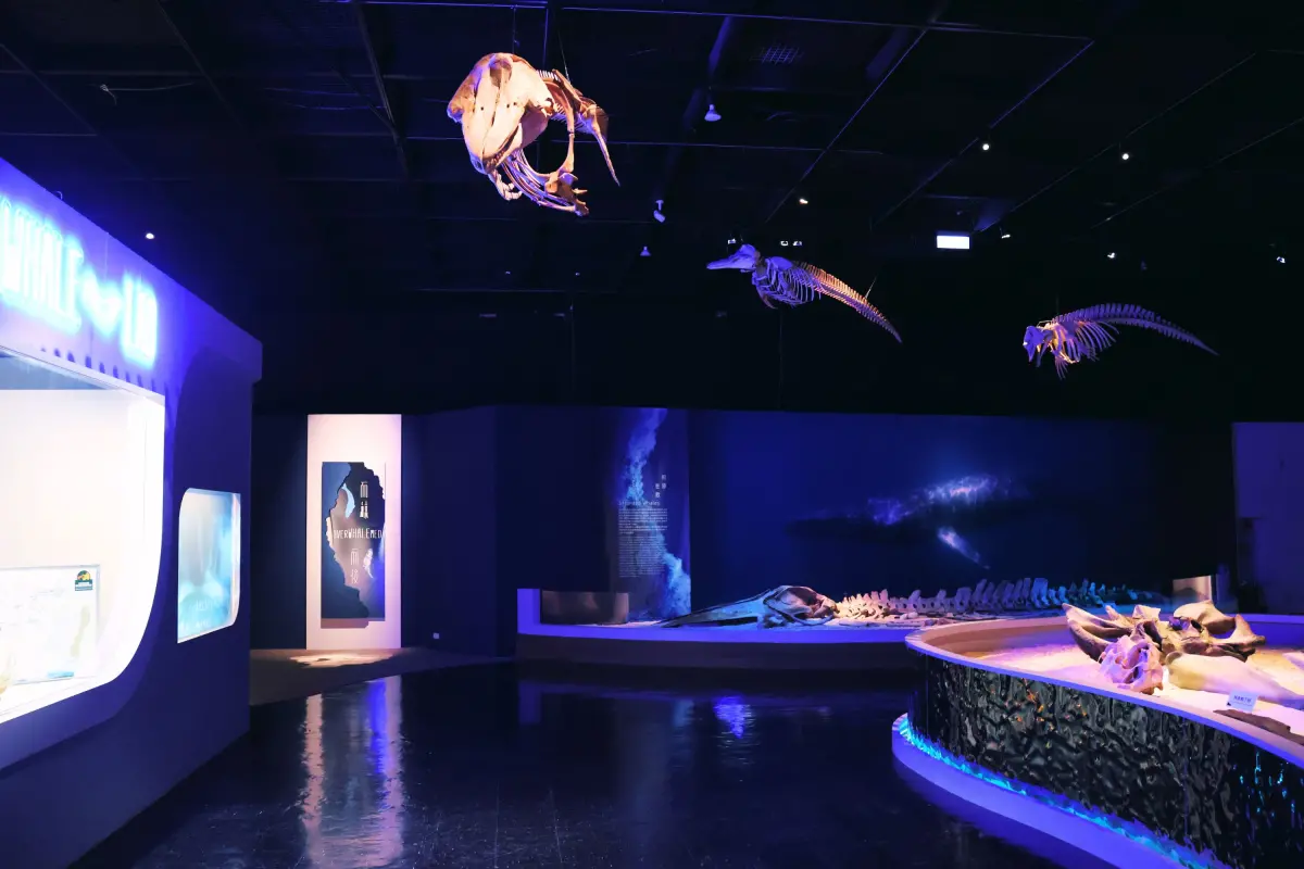 ▲鯨掘》特展透過多媒體技術、沉浸式空間設計與現場化石清修，呈現這件「臺灣史上最完整鬚鯨化石」從地層深處現身至重見天日的壯闊歷程。（圖／科博館提供）