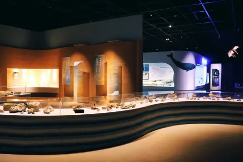 科博館《鯨掘》特展開展 揭開臺灣鯨豚萬年記憶 ▲展覽主軸圍繞化石的發現、挖掘與清修,並延伸探討臺灣鯨豚的自然史、文化意涵與當代海洋環境。(圖/科博館提供)