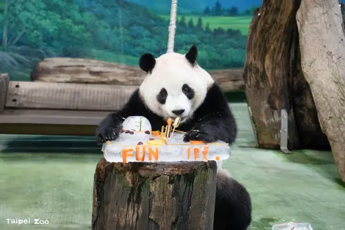 ▲大貓熊「圓寶」5歲生日快樂！（圖／台北市立動物園）