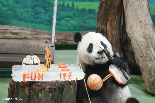 ▲「圓寶」動手拆了蛋糕上的籃球架開始享用。