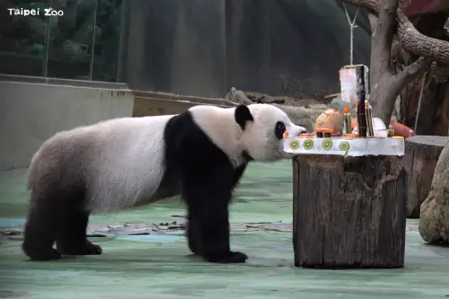 ▲「圓寶」很喜歡這個特製蛋糕。